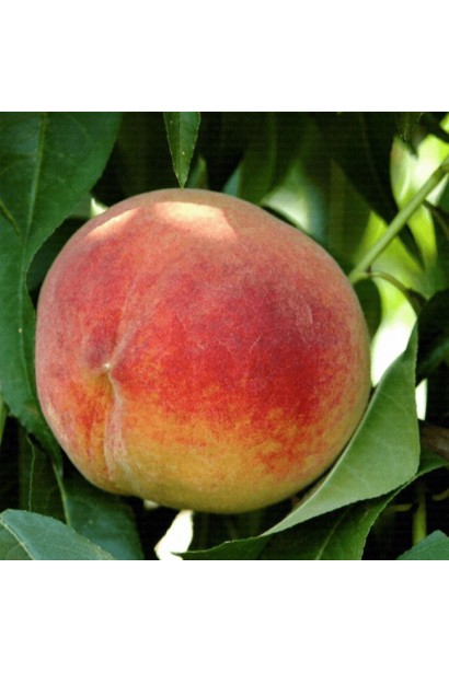 Персик Річ Мей у саду — раннє дозрівання наприкінці червня